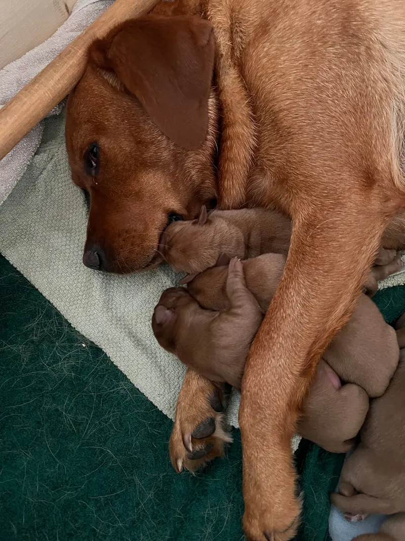 Amy liegt mit dem Kopf bei ihren Welpen und berührt einen von ihnen mit der Nase