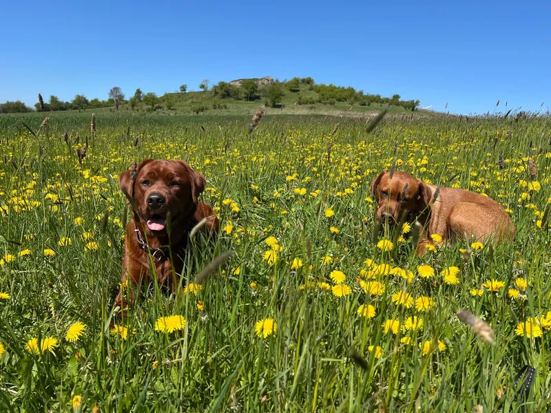 Amy und Maya sitzen in einer blühenden Löwenzahnwiese