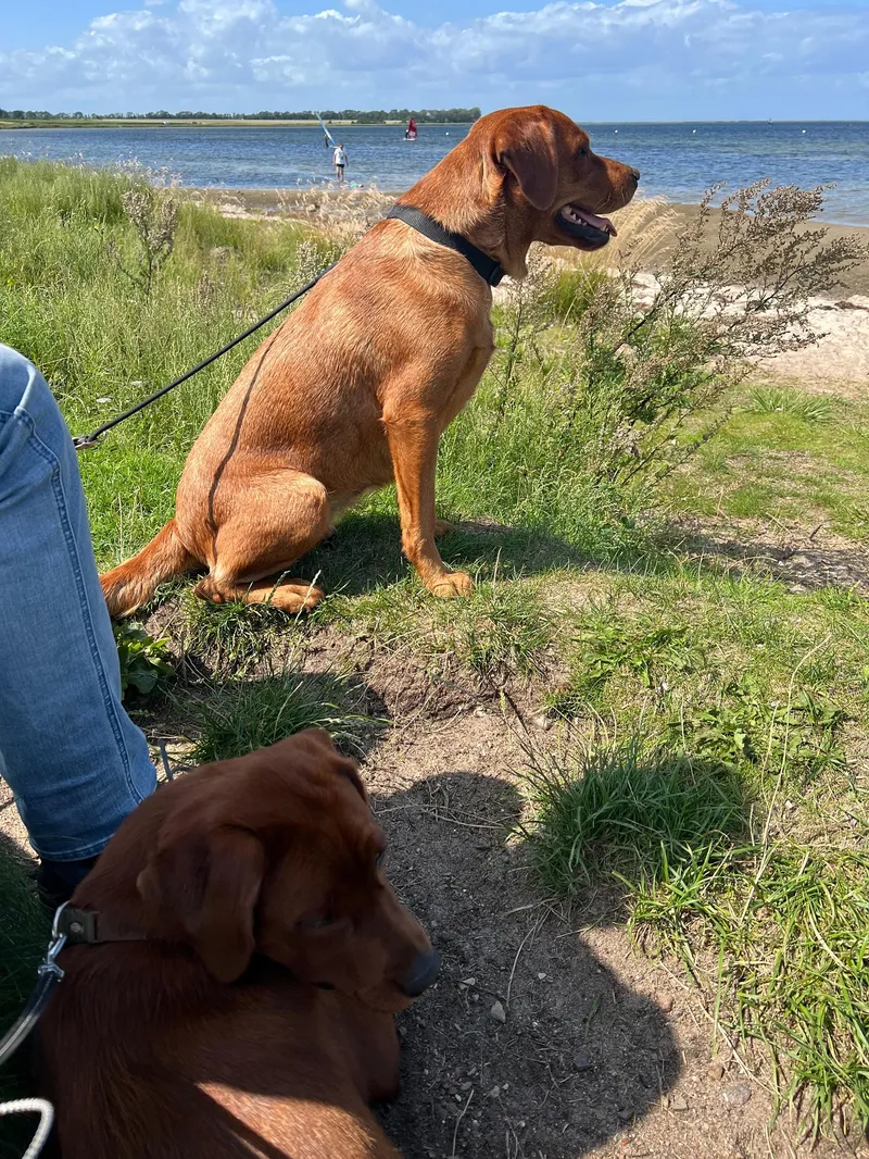 Amy und Maya an der Leine auf einer bewachsenen Düne am Meer