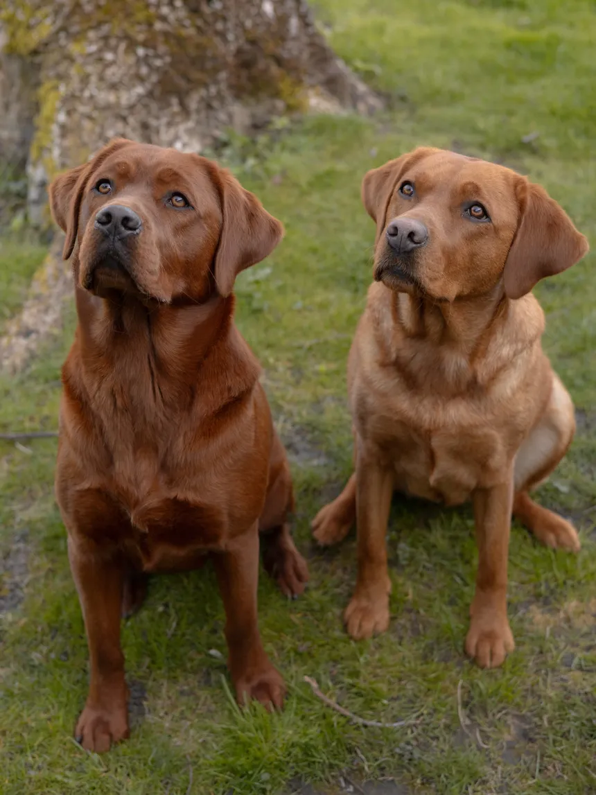 Die Labradorhündinnen Maya (links, im dunkleren Ton) und Amy sitzen nebeneinander im Gras und schauen aufmerksam nach oben