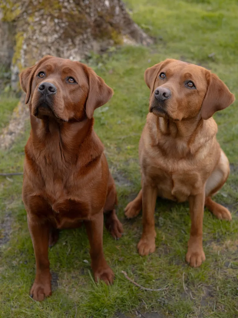 Maya und Amy sitzen nebeneinander im Gras, links Maya im deutlich dunkleren Ton, rechts Amy