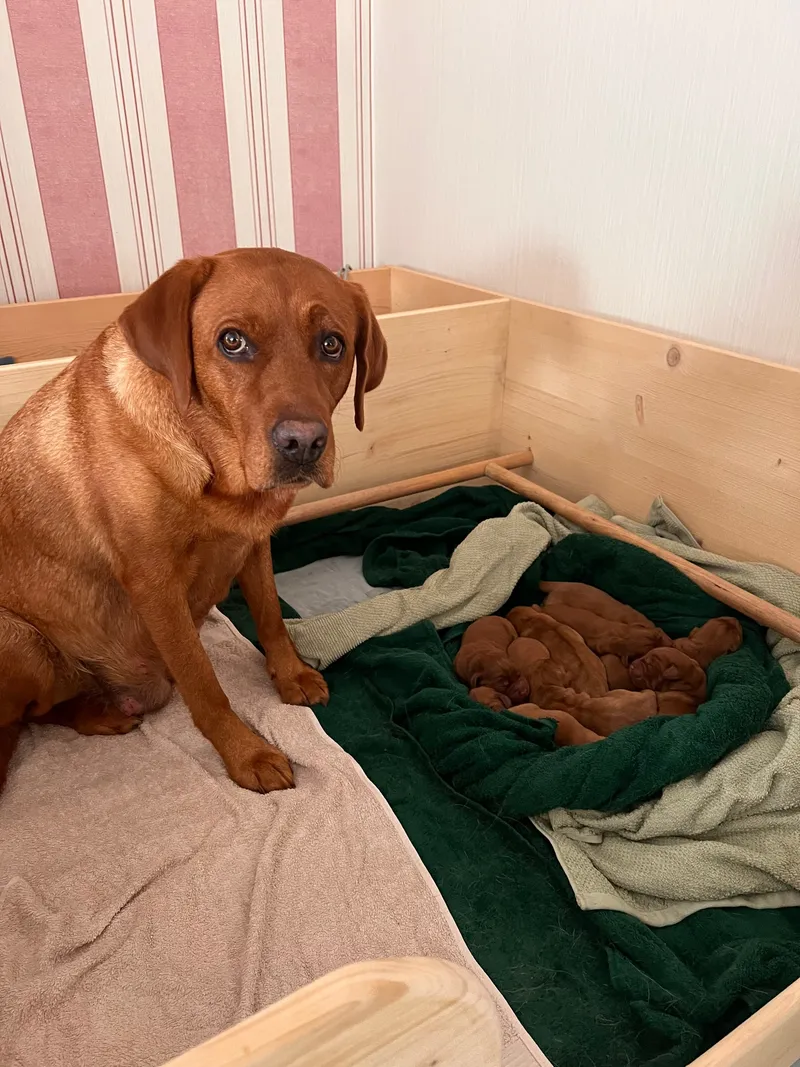 Amy sitzt in der Wurfkiste und schaut in die Kamera, neben ihr schlafen die Welpen auf grünen Handtüchern
