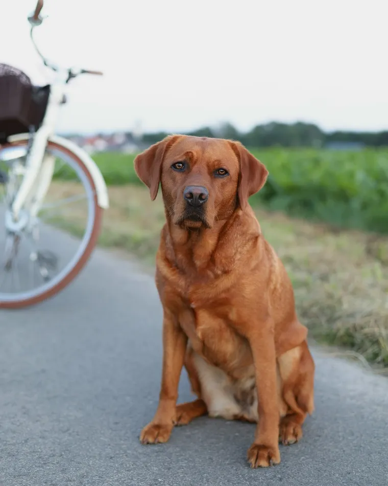 Die Foxred-Labradorhündin Amy sitzt auf einem Feldweg und schaut in die Kamera