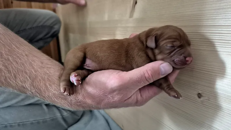 Ein schlafender Welpe liegt längs in einer Hand und ist kaum länger als sie