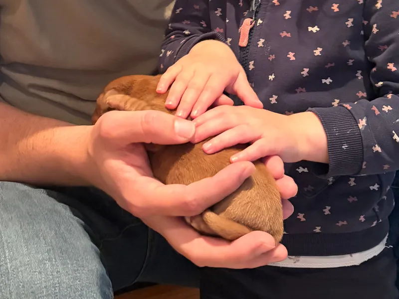 Zwei Kinderhände streicheln vorsichtig einen Welpen, den ein Erwachsener in beiden Händen hält