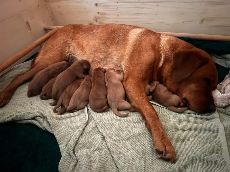 Amy liegt ausgestreckt in der Wurfkiste aus hellem Holz, die Welpen trinken in einer Reihe an ihrem Bauch