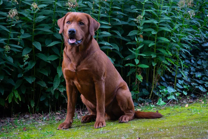 Der Dark-Foxred-Labradorrüde Mad Max sitzt vor einer hohen grünen Staudenhecke auf moosigem Boden und schaut aufmerksam zur Seite
