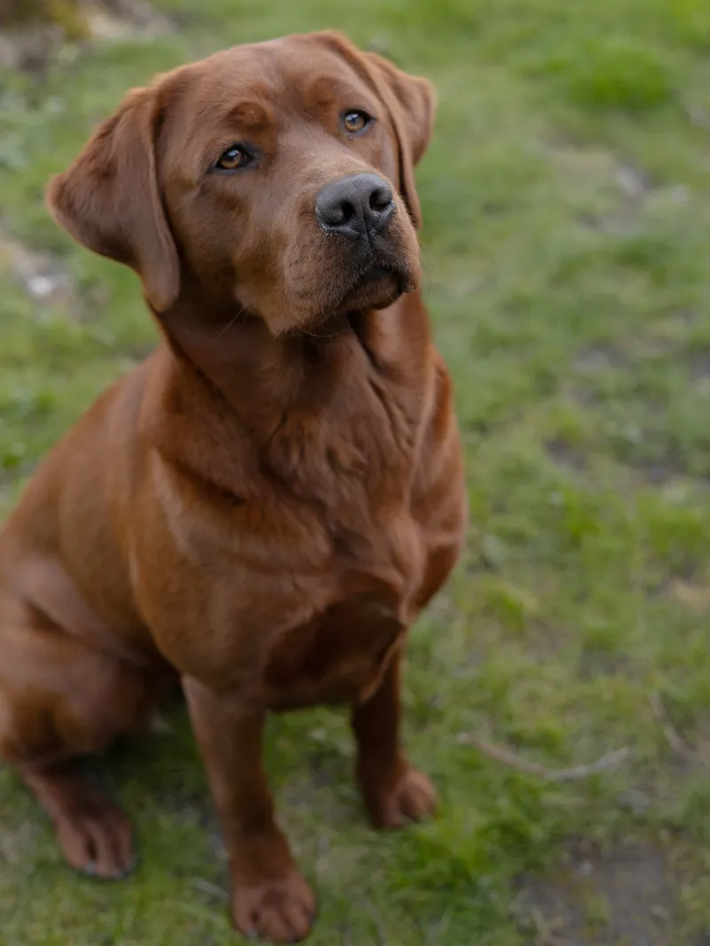 Maya, eine Dark-Foxred-Labradorhündin, aus der Nähe