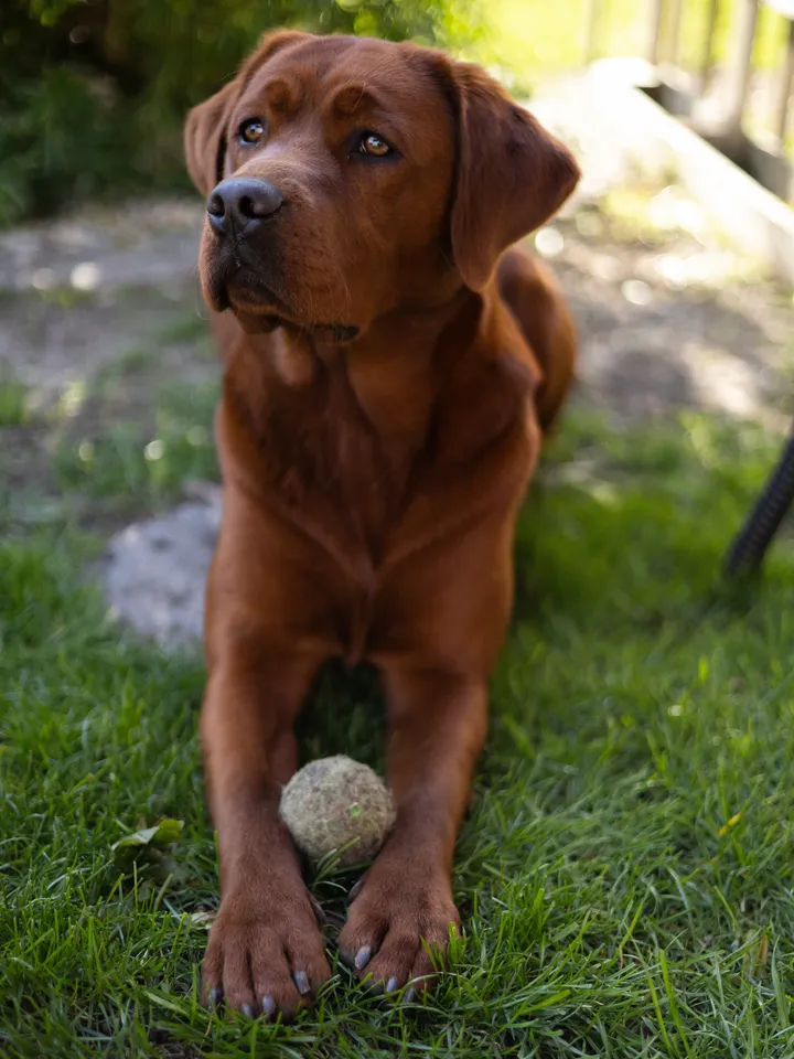 Die Dark-Foxred-Labradorhündin Maya liegt im Gras, zwischen den Vorderpfoten ein Ball