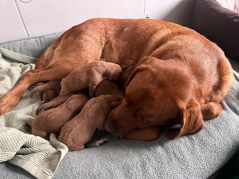 Amy liegt eingerollt auf ihrem Hundebett, die neugeborenen Welpen schmiegen sich an ihren Bauch