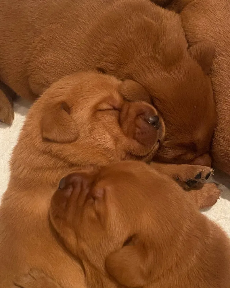 Ein Labradorwelpe öffnet zum ersten Mal die Augen