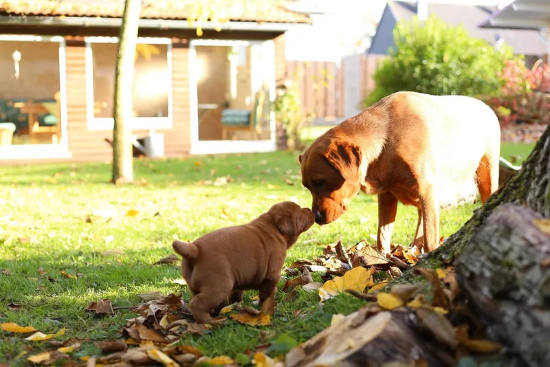 Labradorwelpen im Herbstlaub im Garten